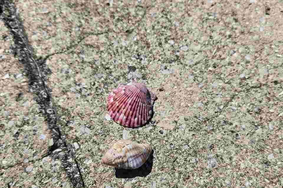 Seashells scattered along the shoreline at Shell Key