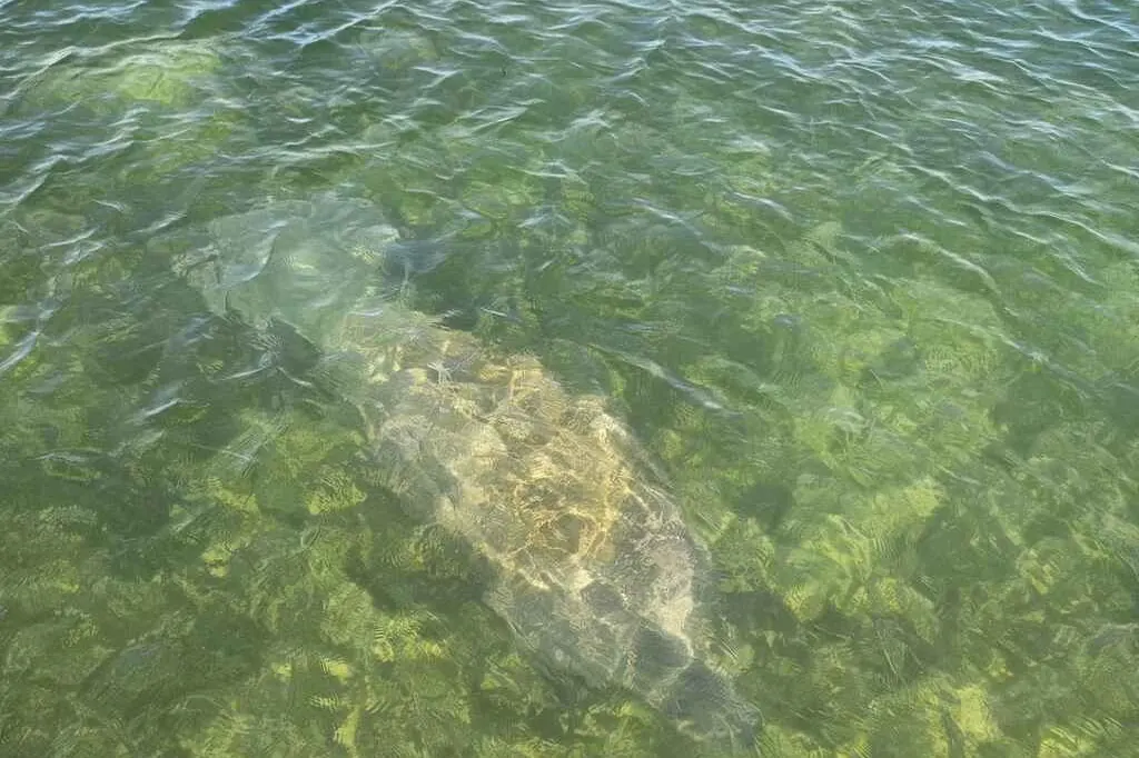Manatee surfacing near a private boat off St. Pete Beach