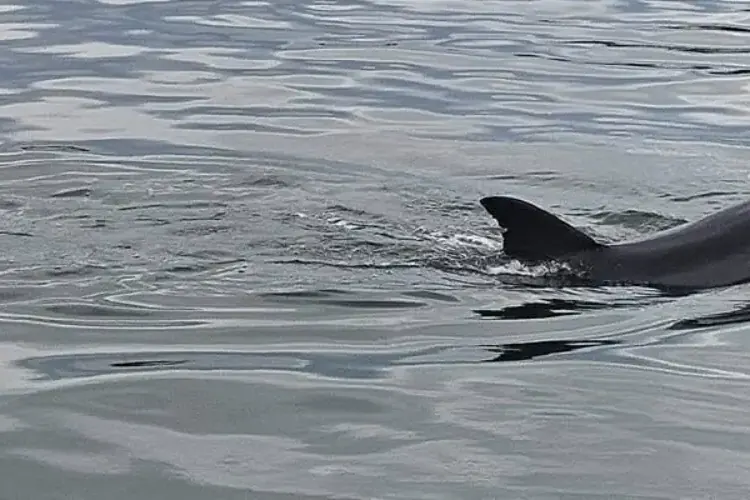 Dolphin fin breaking the surface at sunrise on the bay