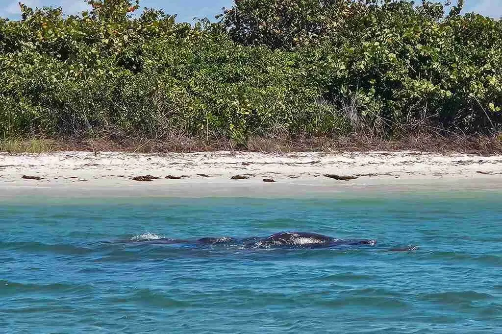 Group of manatees in shallow water near Shell Island