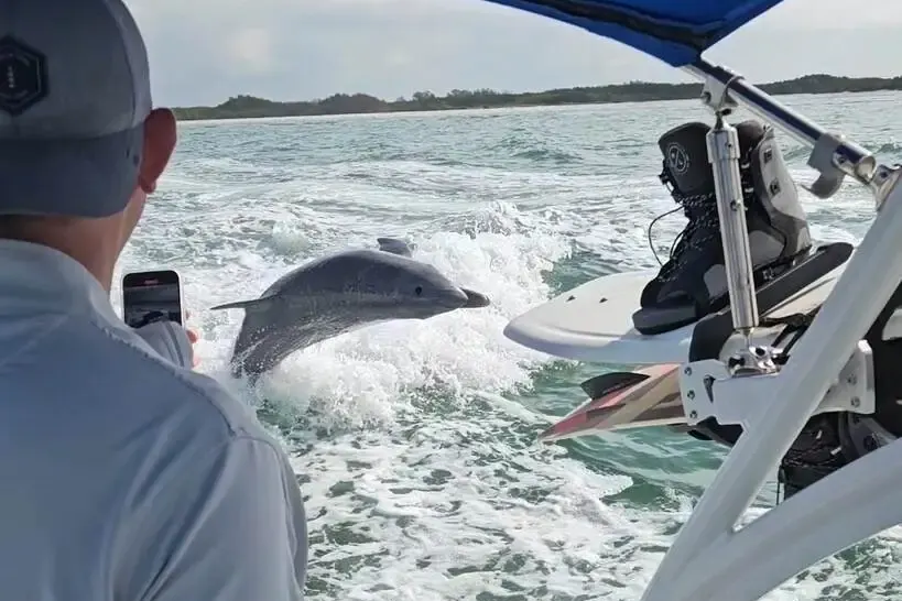 Dolphin leaping out of the water beside a private boat