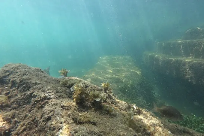Fish swimming over a shallow sandy bottom near Treasure Island