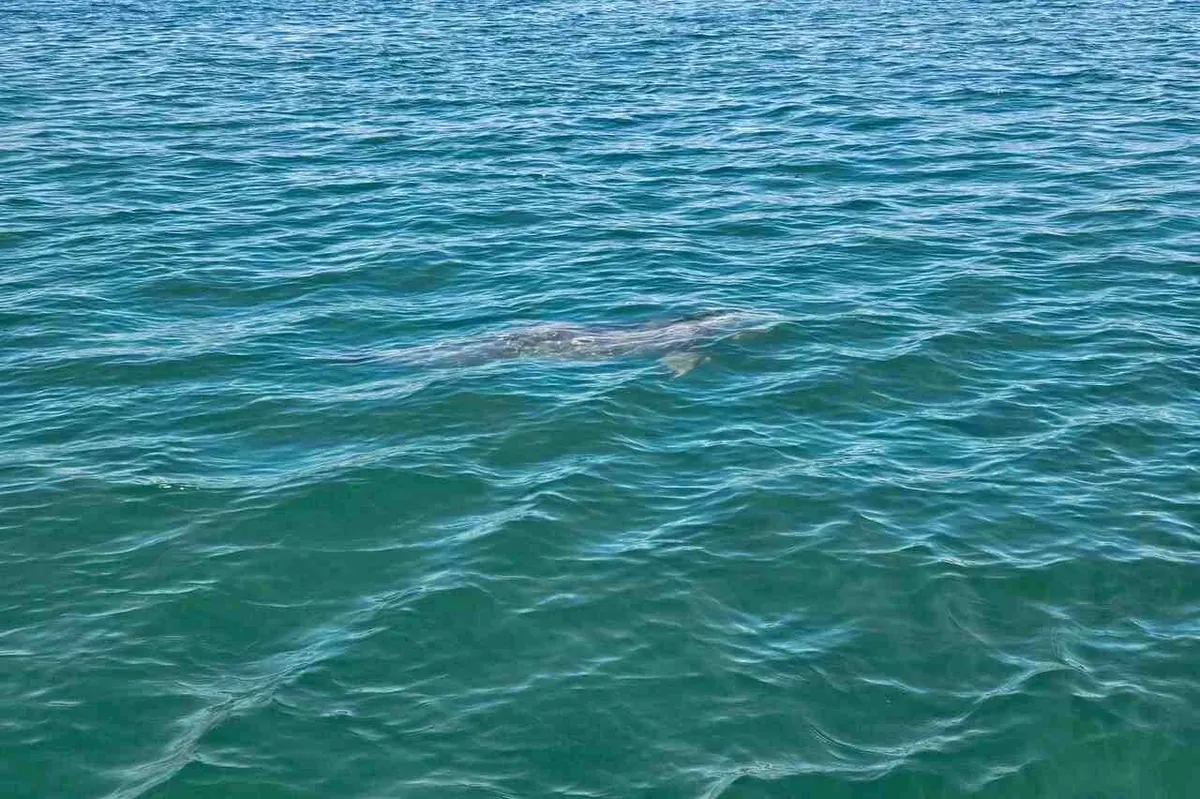 Bottlenose dolphin jumping in a boat wake near Gulfport