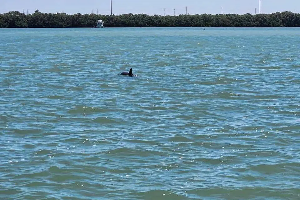 Pod of dolphins in calm early morning water near St. Petersburg
