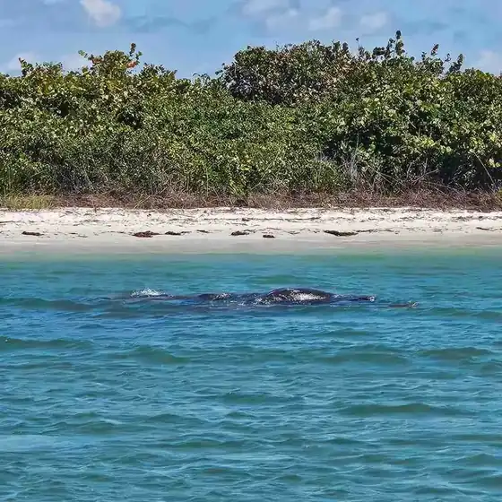 Group of manatees in shallow water near Shell Island