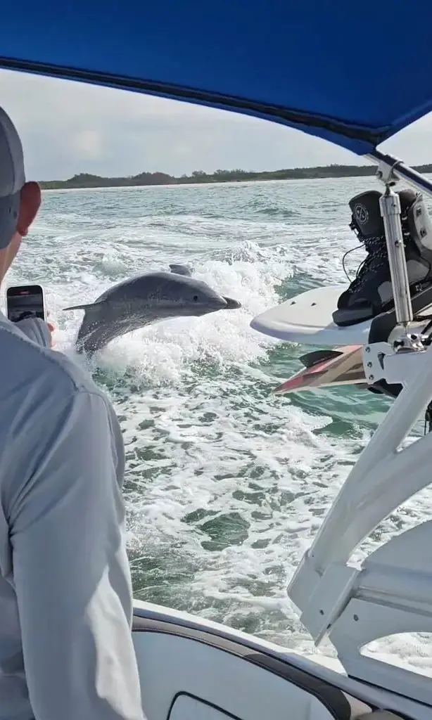 Dolphin Tours with Captain Allen out of Gulfport