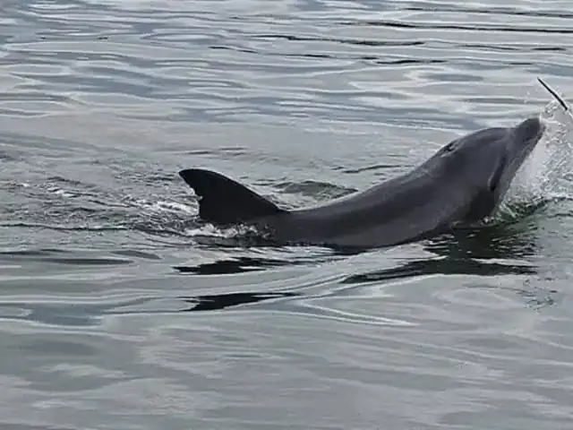A bottlenose dolphin surfacing in calm water near Gulfport