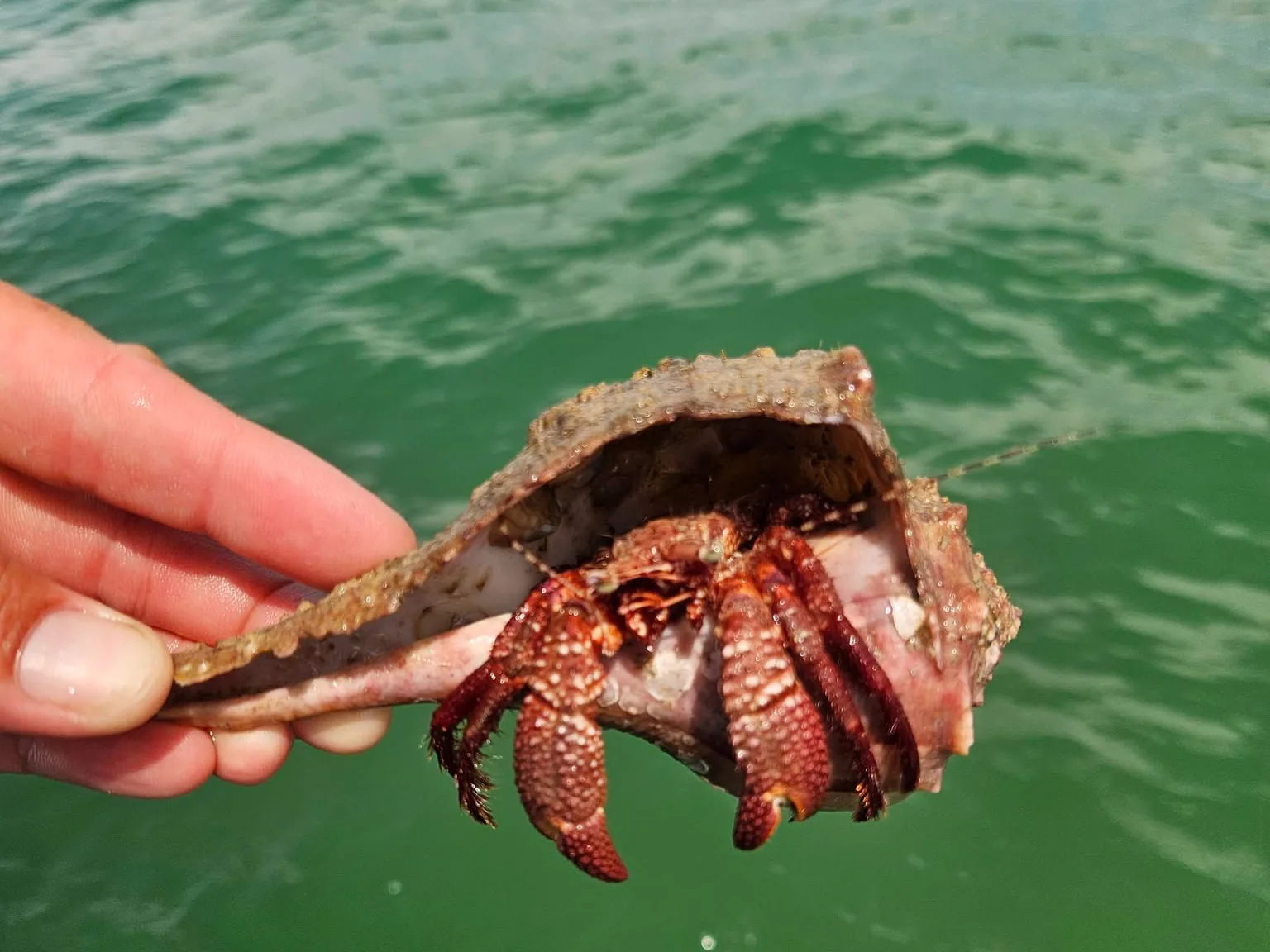 Shell Key Tours on Tampa Bay near Gulfport, Florida