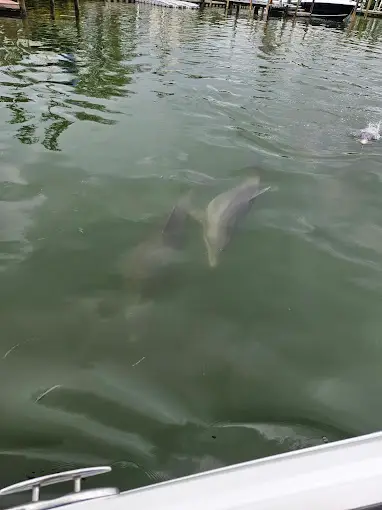Coolest Wildlife You Might See on St. Pete Beach Boat Rides