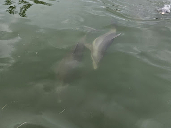 Coolest Wildlife You Might See on St. Pete Beach Boat Rides