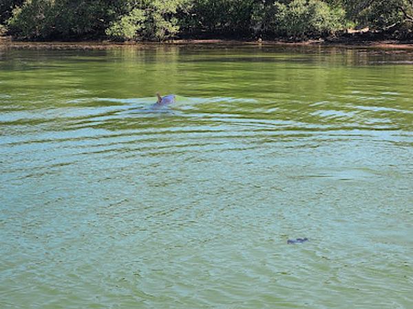 Coolest Wildlife You Might See on St. Pete Beach Boat Rides