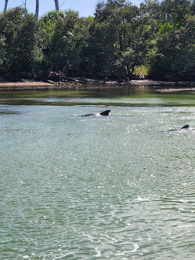 What to Expect on a Gulfport Dolphin Cruise