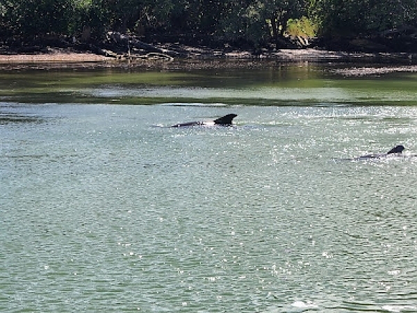 What to Expect on a Gulfport Dolphin Cruise