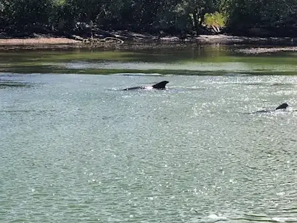 When You’re Most Likely to Spot Dolphins on St. Petersburg Boat Tours