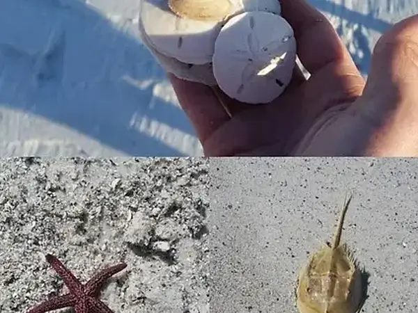 Island Hopping Near Shell Key Makes the Perfect Belleair Day Trip