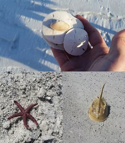 Common Seashells Found Around Shell Key and Their Stories