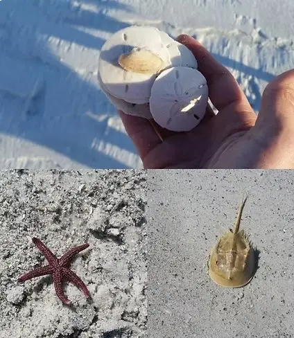 Stories Behind the Seashells You’ll Find at Shell Key