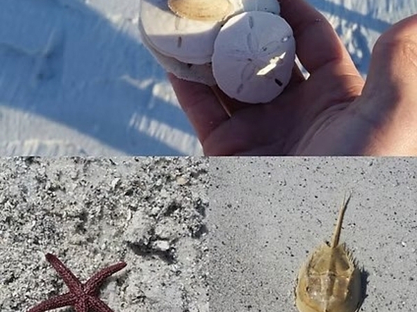 Stories Behind the Seashells You’ll Find at Shell Key