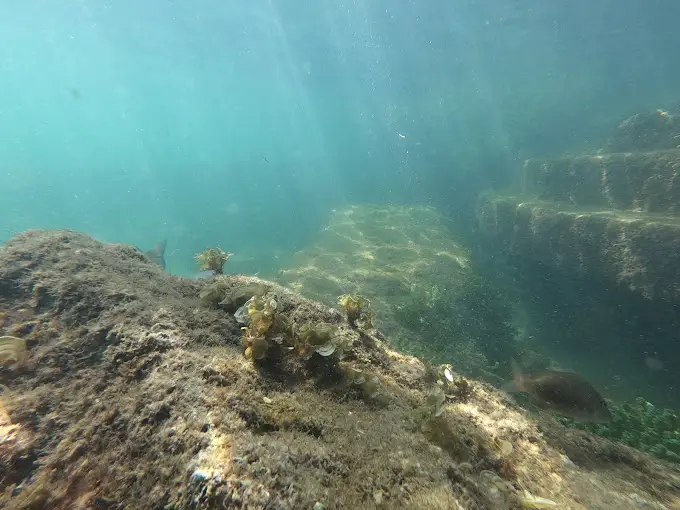 Family Friendly Snorkeling Activities in St. Pete Beach