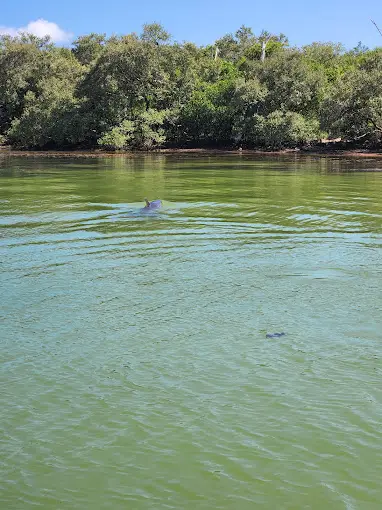 Why Families Keep Choosing Treasure Island Dolphin Tours