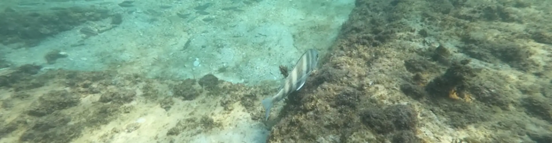 A St. Pete Beach gliding near St. Pete Beach.